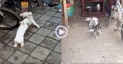 Video: ‘Cao thủ’ thỏ tung cú đá với chó như trong phim
