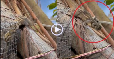 Video: May cho hai mẹ con sóc nhen khi gặp được người tốt