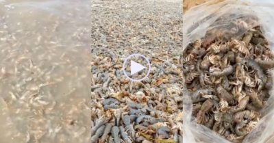 Video: Hàng ngàn con tôm trôi dạt vào bờ biển, dân đổ xô đi thu gom