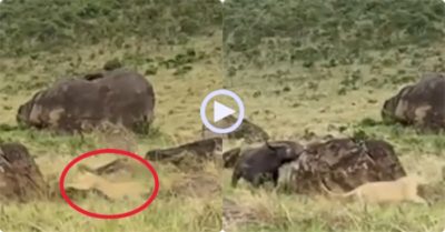 Video: Hai con sư tử chia nhau đánh lạc hướng trâu mẹ để bắt nghé con