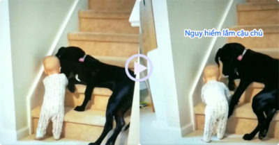 Video: Chú chó nằm chặn đường, kiên quyết không cho cậu chủ leo cầu thang