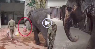 Video: Voi xách đồ phụ giúp quản tượng, rồi đứng chờ nhận phần thưởng