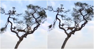 Video: Báo hoa mai chóng mặt vì bắt khỉ trên cây