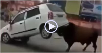 Video: Bò dùng sừng nhấc bổng ô tô giữa phố