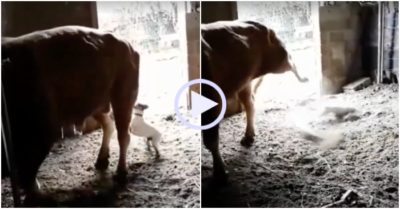 Video: Liên tục trêu bò, chó cưng bị sút văng khỏi mặt đất