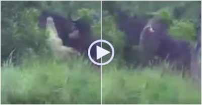 Video: Liều lĩnh tấn công trâu rừng, cá sấu chúa bị húc văng khỏi mặt đất