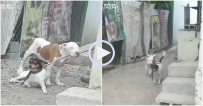 Video: Chú chó cắn đứt dây rủ bạn trốn nhà đi chơi