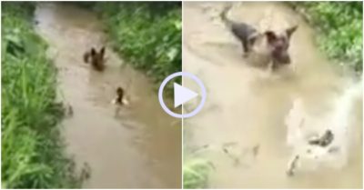 Video: Vịt liều lĩnh ‘chơi trốn tìm’ cùng chó