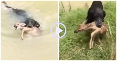 Video: Chú chó liều mình lao xuống sông, đưa nai con sắp đuối nước lên bờ