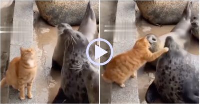 Video: Hải cẩu no đòn vì tranh cá của mèo