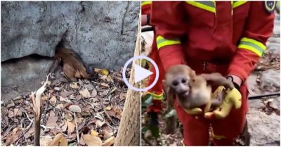Video: Mắc kẹt dưới tảng đá, khỉ con được giải cứu thành công