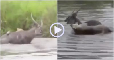 Video: Linh dương bất ngờ phản công dìm sư tử sặc nước giữa hồ