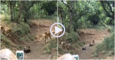 Video: Bị lửng mật phản công, đàn sư tử nháo nhác bỏ chạy