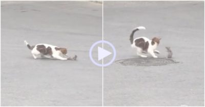 Video: Chuột choáng váng khi bị mèo vờn