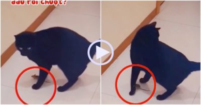 Video: Mèo đen ngơ ngác tìm chuột núp dưới chân