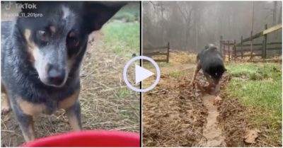 Video: Cún cưng ra sức đào mương thoát nước giúp chủ