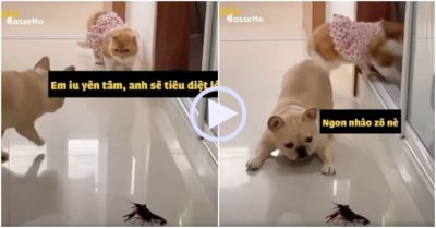 Video: Cún con ra sức ‘chiến đấu’ với tôm để bảo vệ mèo