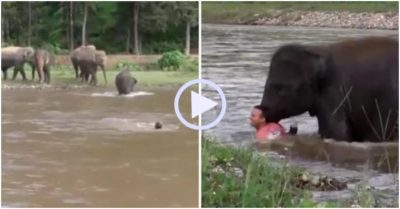 Video: Phát hiện ông chủ chới với giữa sông, voi con vội lao mình xuống cứu