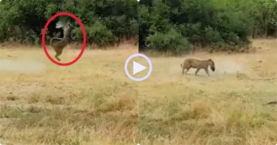 Video: Báo đốm phi thân nhanh như cắt, dùng hai chân trước bắt sống chim trên không