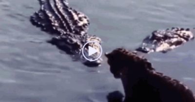 Video: Báo đốm một mình đối đầu với 4 con cá sấu ở dưới nước