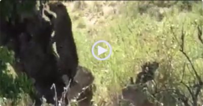 Video: Báo hoa mai cố gắng leo lên cây bị bầy sư tử hợp sức kéo tụt xuống đất