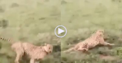 Video: Báo săn đi xiêu vẹo như say rượu sau khi dính đòn hiểm của báo hoa mai