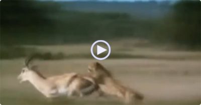 Video: Bị 3 con báo săn vây hãm, linh dương phản đòn húc thủng bụng