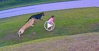 Video: Thấy đồng loại hung hãn tấn công cậu chủ, chú chó lao lên che chắn, bảo vệ