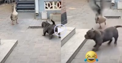 Video: Ra oai trêu chọc ngỗng, chó Bully bỏ chạy khi bị đuổi