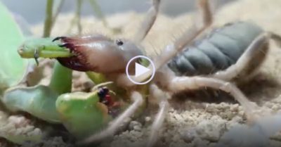 Video: Nhện lạc đà bị bọ ngựa làm mù mắt tung chiêu lật ngược tình thế