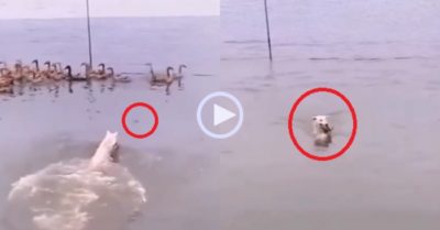 Video: Đàn vịt ‘hú vía’ bỏ chạy tán loạn vì tưởng chú chó nhảy xuống bắt mình
