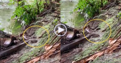 Video: Đàn cá ‘rủ nhau’ lên bờ sau cơn mưa lớn