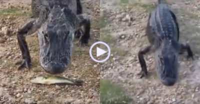 Video: Cá sấu ‘vui tính’ chê con mồi nhỏ và tiếp tục tiến về phía trước…