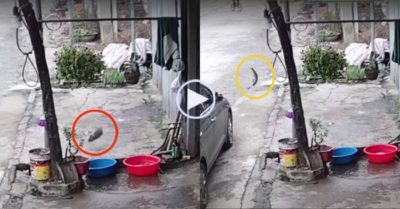 Video: Cá bật nhảy trong chậu ra ngoài, rồi tìm đường tẩu thoát ngoạn mục