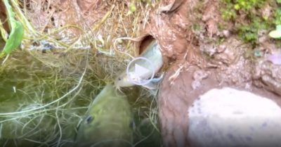Video: Vừa thò đầu ra ngoài, nhiều con vật nhỏ bị kẻ ăn thịt ẩn nấp dưới nước tóm gọn