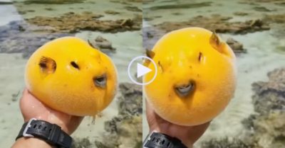 Video: ‘Con gì mà màu vàng, tròn ú dễ thương vậy nè?’