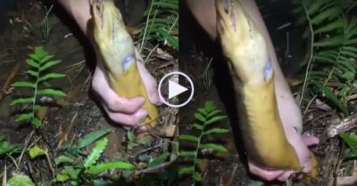 Video: Nam thanh niên kéo trong cái lỗ nhỏ ra con lươn ‘khủng’ da vàng
