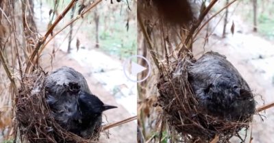 Video: Chim mẹ chịu ướt để bảo vệ đàn chim non dưới cơn mưa giông