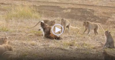 Video: Chim ó cá gãy cánh rơi xuống lãnh địa của bầy khỉ đuôi dài