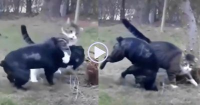 Video: Mèo ôm cổ rồi tung đòn khiến chó đen ngã ngửa