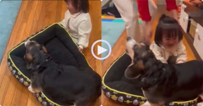 Video: Chú chó giữ chặt quyết không nhường nệm cho cô chủ nhỏ