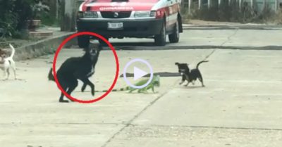 Video: Chú chó nhảy cà tưng vì bị kỳ nhông dùng đuôi quật trúng