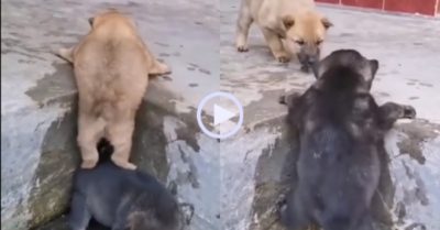 Video: Gồng mình đỡ bạn lên trên, cún đen bị bỏ rơi ngay sau đó