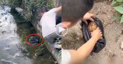 Video: Vớt túi ni lông ở dưới mương nước lên thì phát hiện chú chó nhỏ bên trong