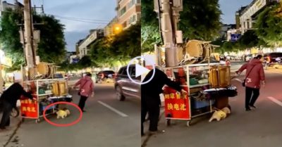 Video: Chú chó nhỏ nai lưng phụ chủ kéo xe hàng qua đường