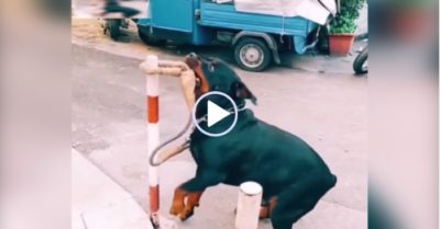 Video: Người đàn ông chỉ tay khiêu khích nhầm chú chó thông minh