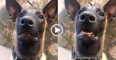 Video: Nghe chủ kể về cẩu tặc, chú chó ham chơi run sợ, bất an