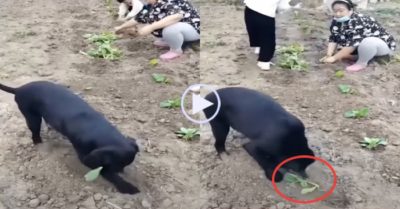 Video: Chú chó nhiệt tình bới đất trồng rau giúp chủ