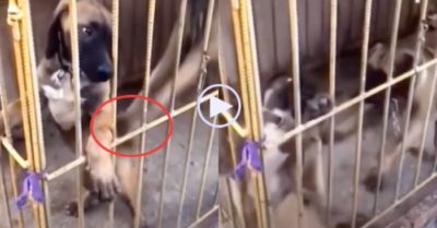 Video: Chú chó bị bạn lấy đà đẩy ngã dập mông