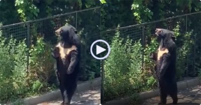 Video: Gấu đen đi dạo bằng 2 chân, còn ngoái đầu sang bên phải để ngắm cảnh